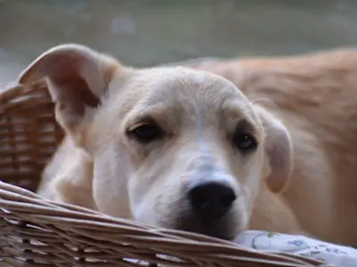 Giovanni Piccolo 825 1