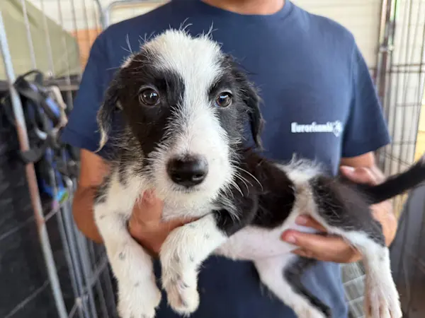 I Nocciolini, Mädel, 825 2