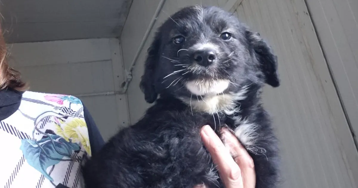 Nerina Piccolina 326 1263