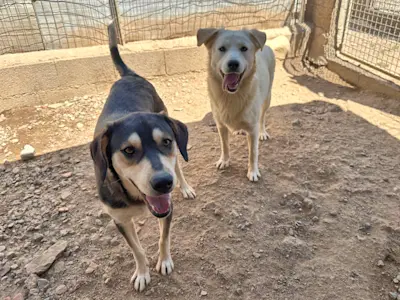 Angel und Robin Hood 625 3