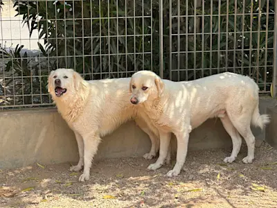 Amir und Alan 525 1