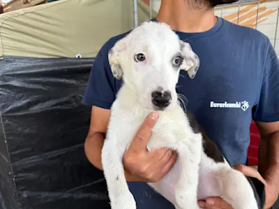 I Nocciolini, Rüde 351, 825 1