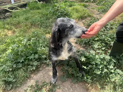 Calvin 626 3