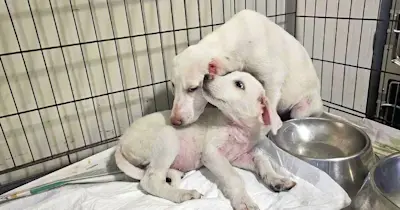 Alessio Alessia 725 10 1263