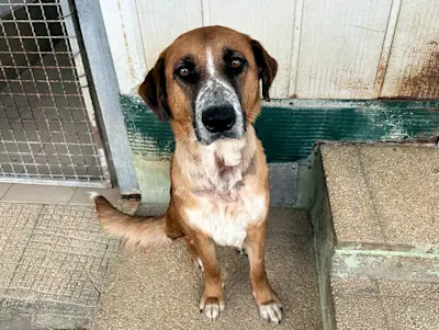 Collarina Mai23 01 1