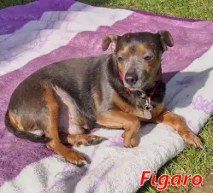 Bild von Figaro