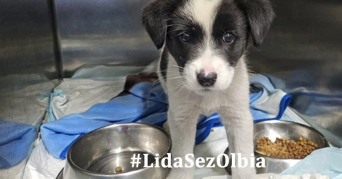 Ornella nZG 1125 1263