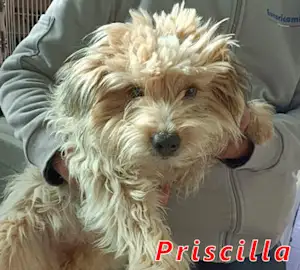 Bild von Priscilla