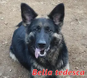 Bild von Bella tedesca