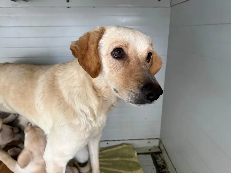 Mama Hundefamilie 426 3
