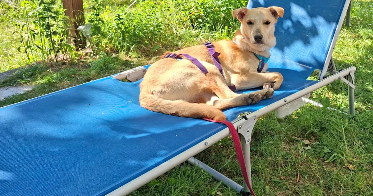 Giovanni Piccolo 525 1263