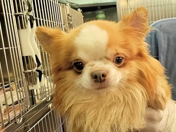 paolino (1)-topaz-face-upscale-2.9x