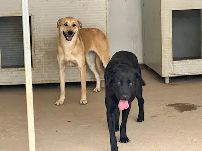 Gina und Gianni Gian 525 1