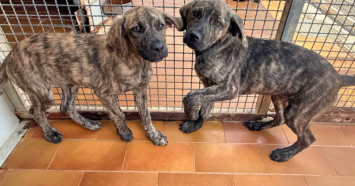 Teresa und Tosca 526 1263