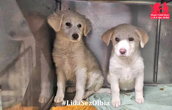 Loredana und Arisa 2