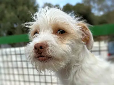 Rudalzini Ruede 1 43