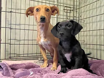 Biscottina Biscotto 43