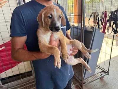 I Nocciolini, Rüde974, 825 6