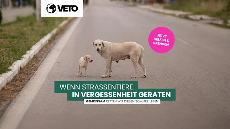 Facebook-Titelbild-FFDV 2025