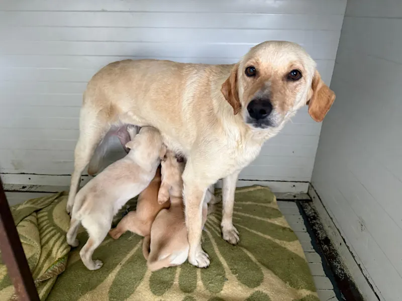 Mama Hundefamilie 426 4