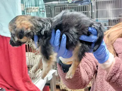 Bimbi Belli maschio 2b