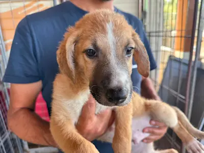 I Nocciolini, Rüde974, 825 3