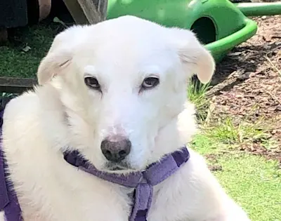 Leandro: Leishmaniose infiziert 