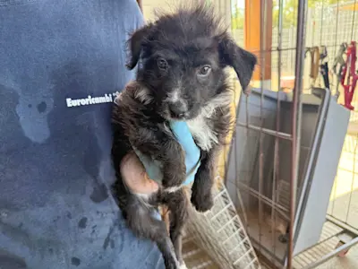 I Nocciolini, Rüde 090, 825 5