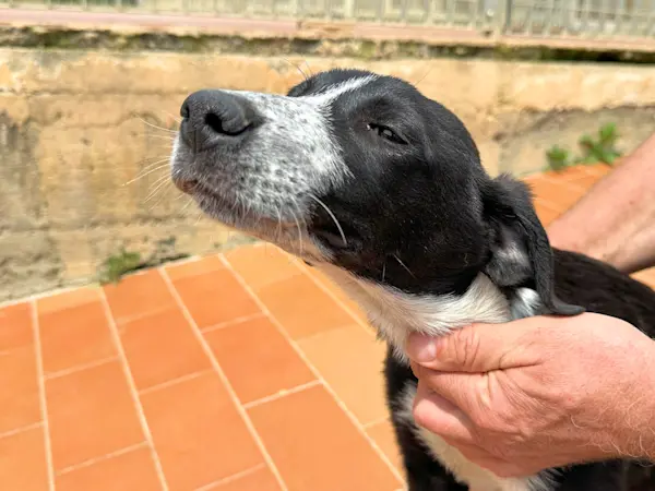Ambra 2