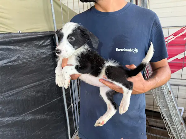 I Nocciolini, Mädel, 825 3