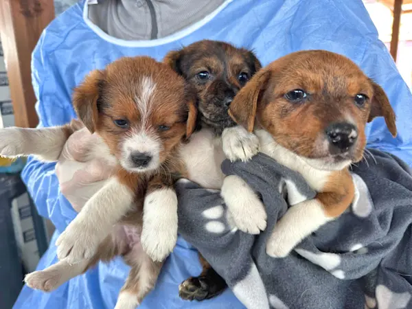 Glückspilze 425 1jpg