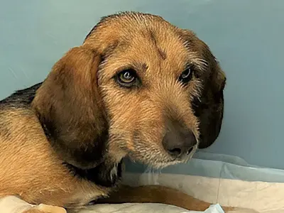 Gisele: Sie erlitt einen Beckenbruch!