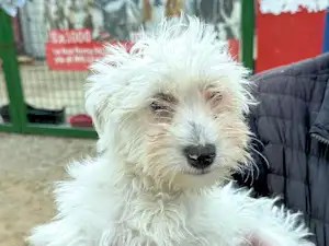 Bild von weißer Bimbi Belli