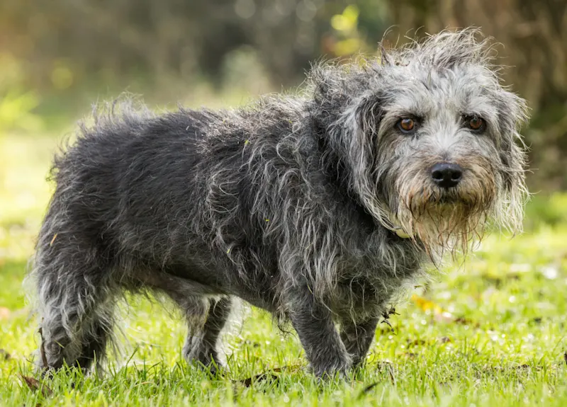 lorenzo spendenaufruf