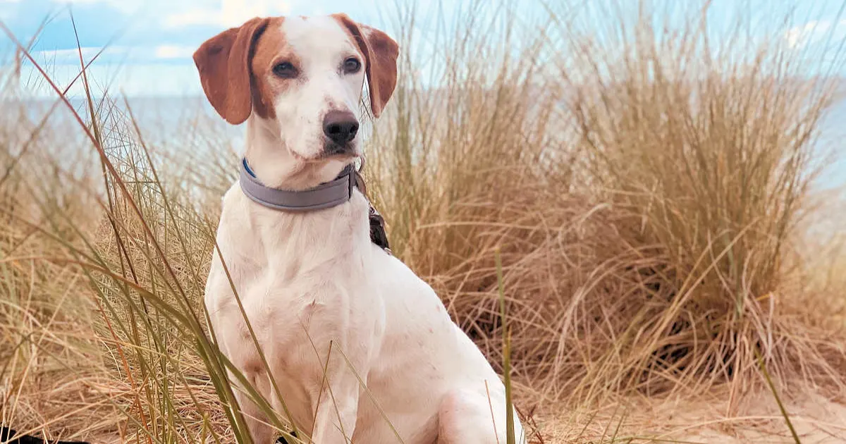 Nata e PS 19 - Kopie