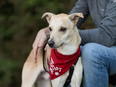 GiovanniPiccolo 925 7