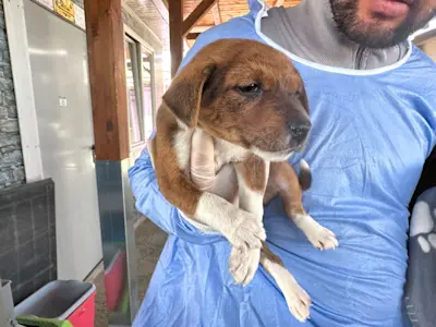 Glückspilze Rüde1 425 3