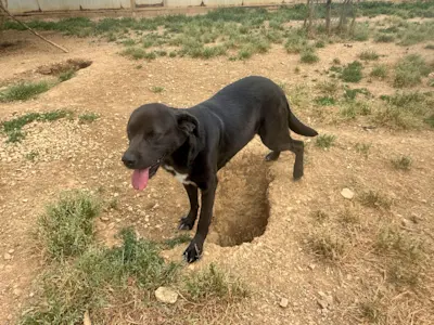Bamba 626 7