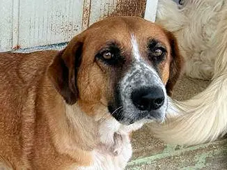 Collarina Mai23 03 2