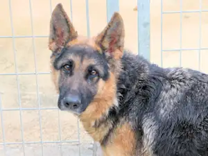 Bild von Laika Maria