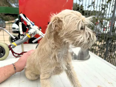 Rudalzini Maedel 1 3