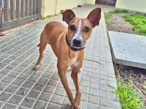 Bild von Gnocchetto