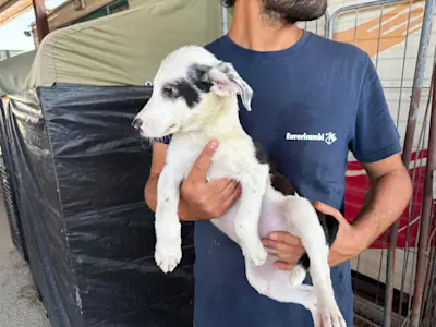 I Nocciolini, Rüde 351, 825 3