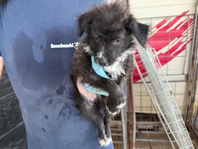 I Nocciolini, Rüde 090, 825 3