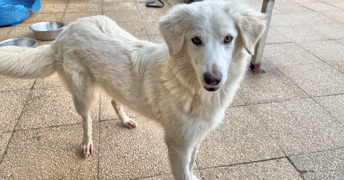 Tempestina 1225 1263