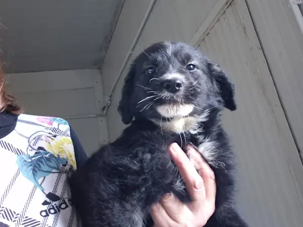 Nerina Piccolina 326 3