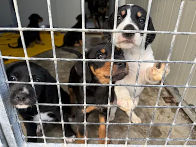 Nerina uns Welpen 1225 1