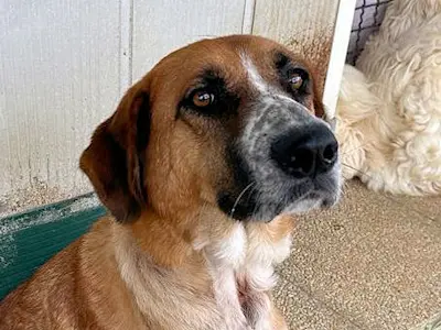 Collarina Mai23 02 2