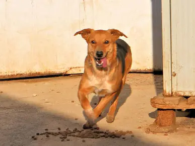 Angioletto März20 02