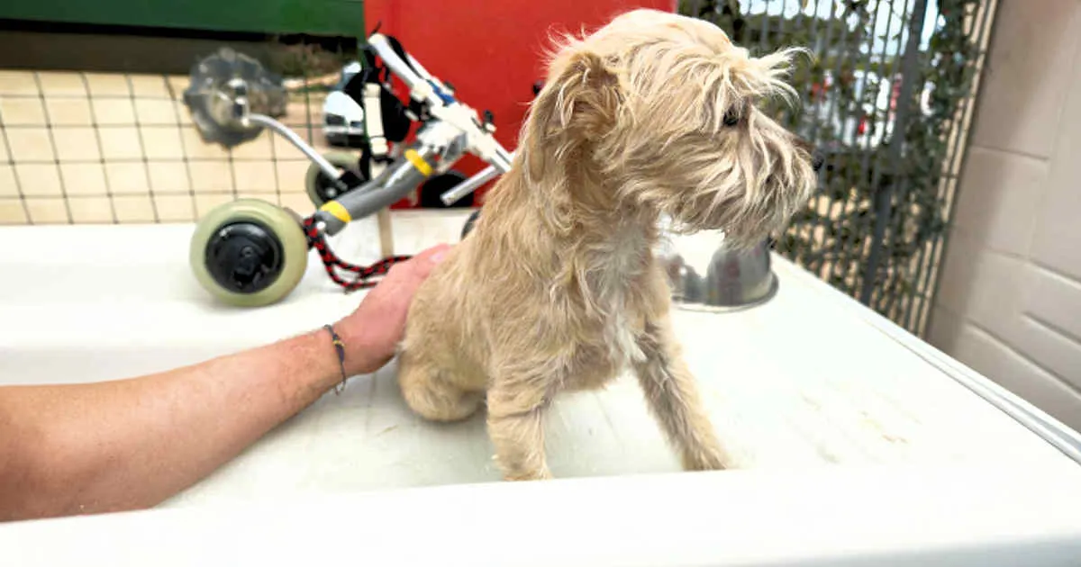 Rudalzini Maedel 1 1263